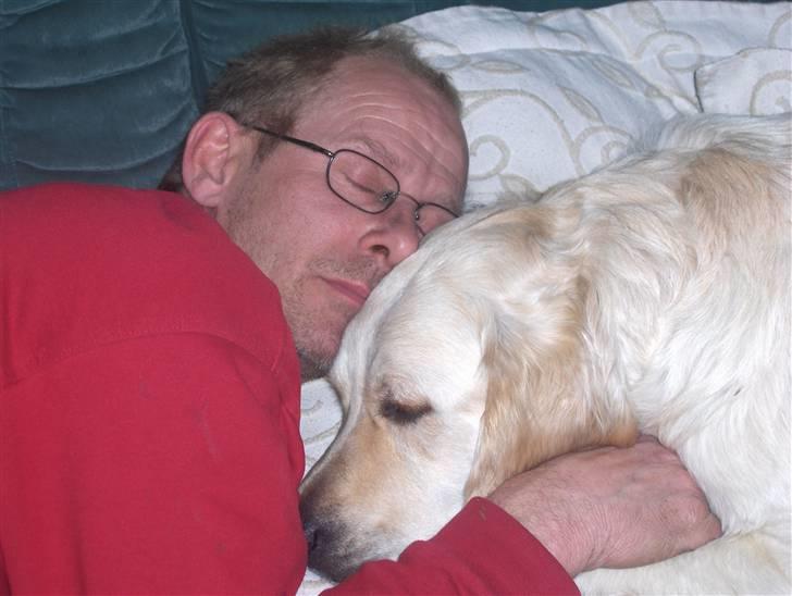 Golden retriever Nelly - Her tar far og mig en lur på sofaen. billede 20