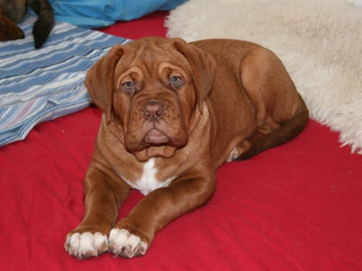 Dogue de bordeaux Zokana's Cazzzius - 13 uger 20,4 kg billede 14
