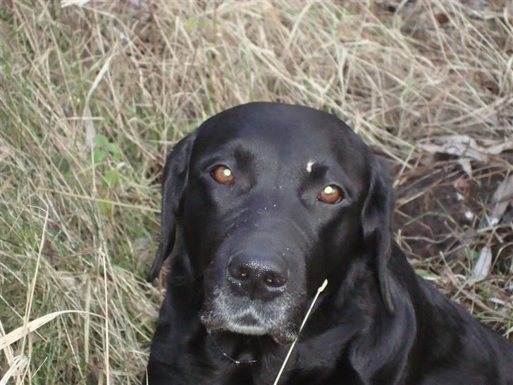 Labrador retriever Sille (Himmelhund) billede 1