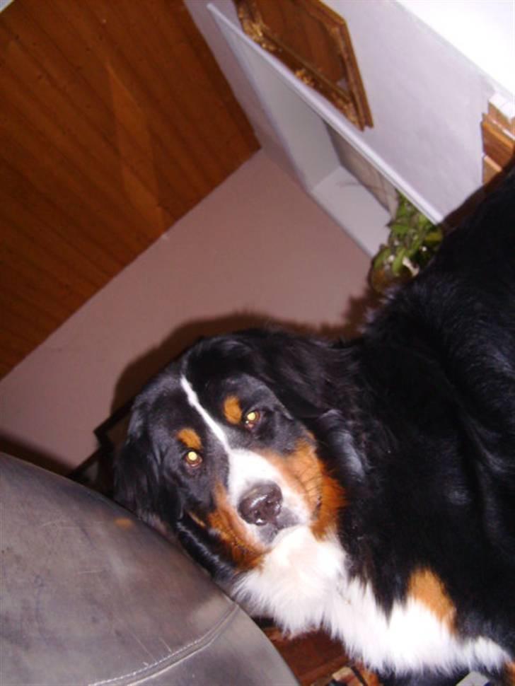 Berner sennenhund Milo Tyson Westh billede 8