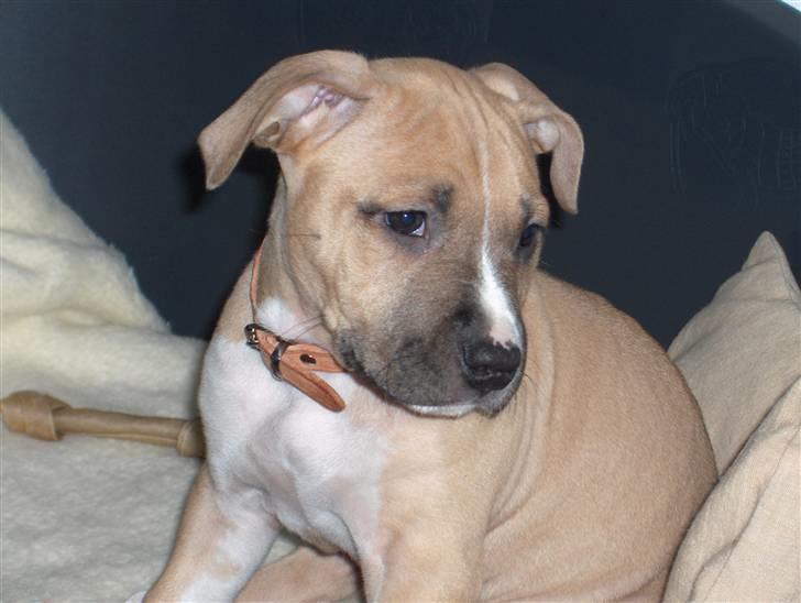 Amerikansk staffordshire terrier Mille - Mille som hvalp :) billede 15