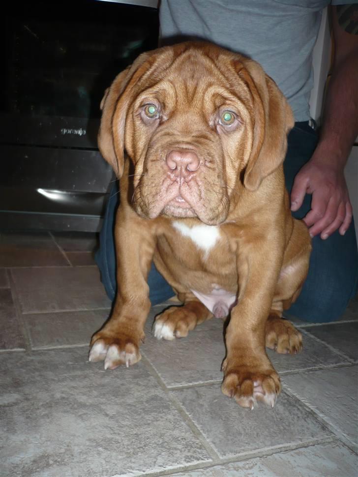 Dogue de bordeaux Zokana's Bazzzooka - Bazzzooka 12 uger billede 12