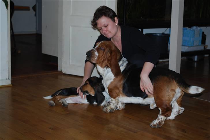 Basset hound Buller billede 20