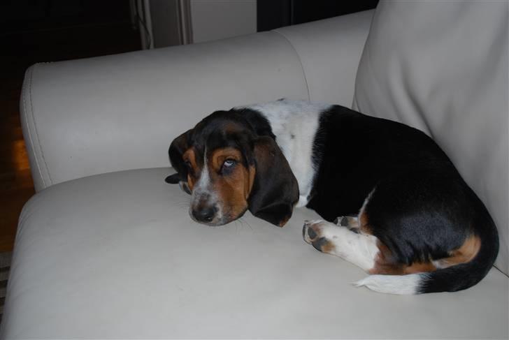 Basset hound Luffe billede 6