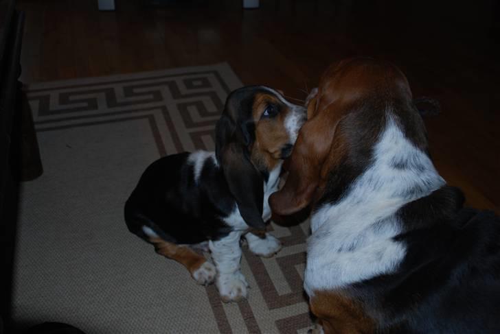 Basset hound Luffe billede 7