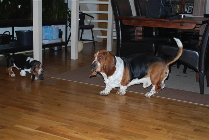 Basset hound Luffe billede 8