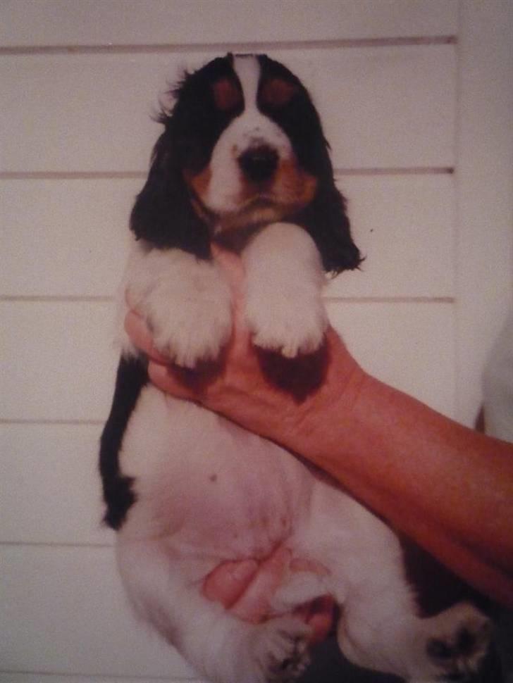 Cocker spaniel Barleys Tippe billede 12