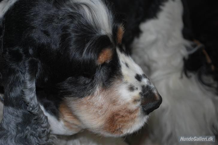 Cocker spaniel Barleys Tippe billede 13