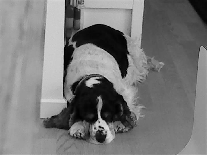 Cocker spaniel Barleys Tippe billede 14