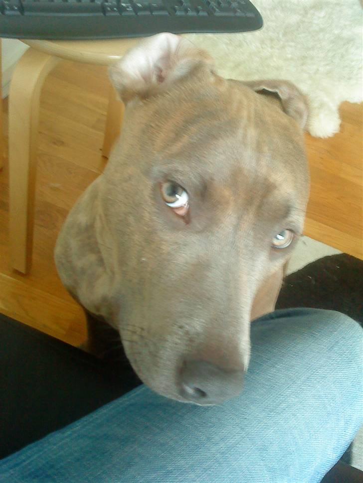 Amerikansk staffordshire terrier Shawty - kærheden selv billede 1