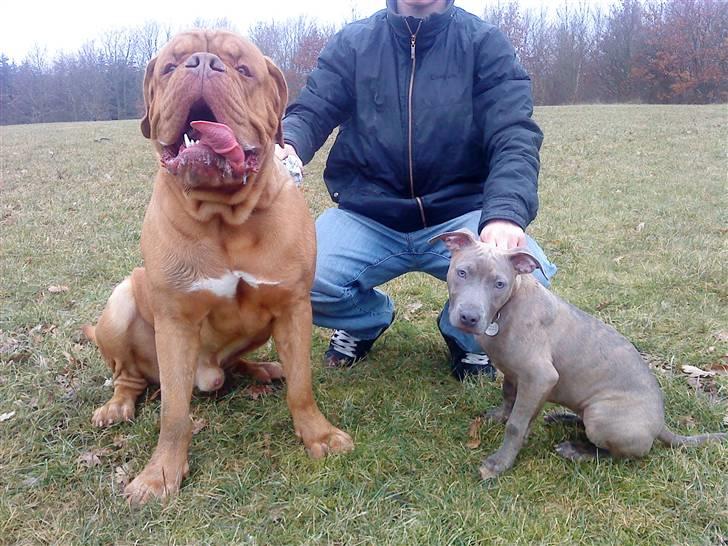 Amerikansk staffordshire terrier Shawty - Yang og Shawty billede 2