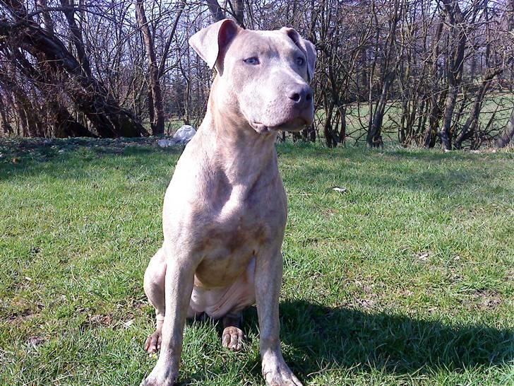 Amerikansk staffordshire terrier Shawty - Her vogter jeg billede 3