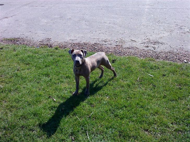 Amerikansk staffordshire terrier Shawty - Hej! billede 4