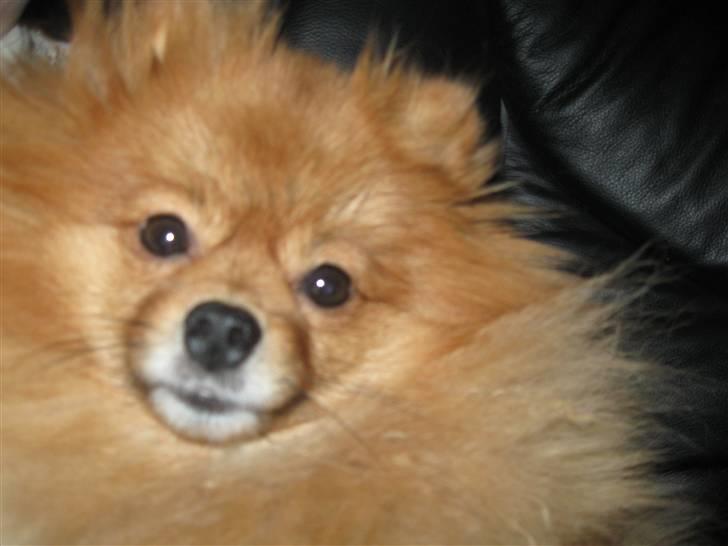 Pomeranian pihlsmindes bølle - er jeg ikke dejlig billede 1