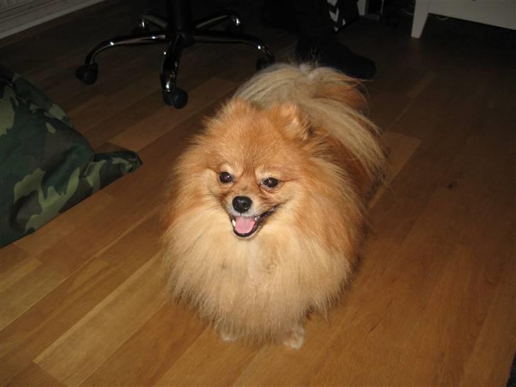 Pomeranian pihlsmindes bølle billede 2