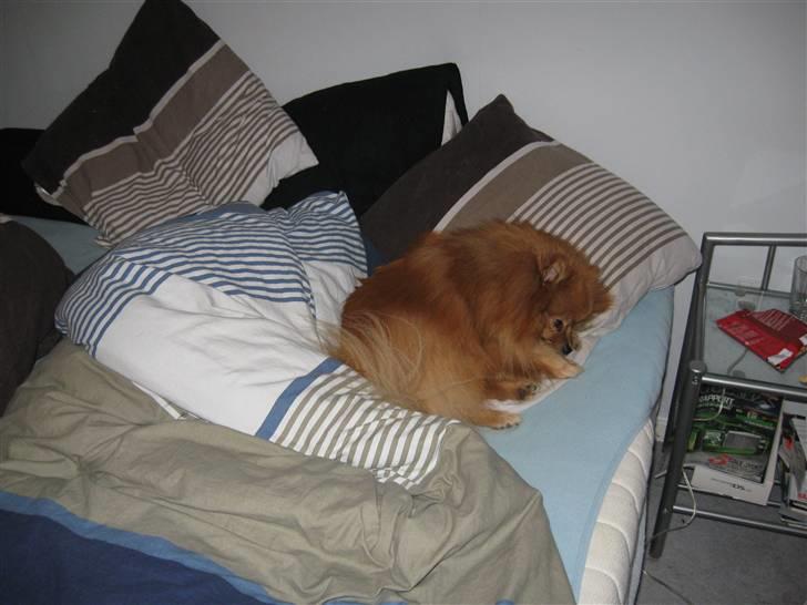 Pomeranian pihlsmindes bølle billede 3