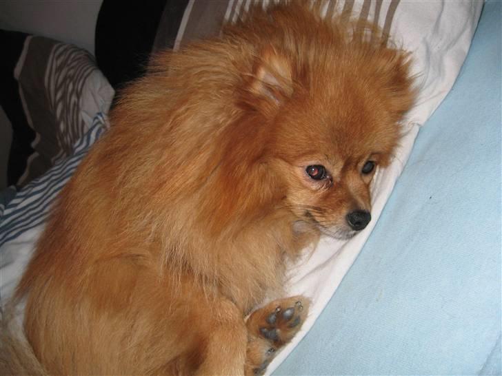 Pomeranian pihlsmindes bølle billede 4