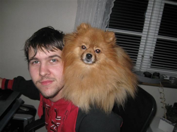 Pomeranian pihlsmindes bølle - bølle elsker at sidde på skulderen af sin far... dejligt at være en lille hund billede 5
