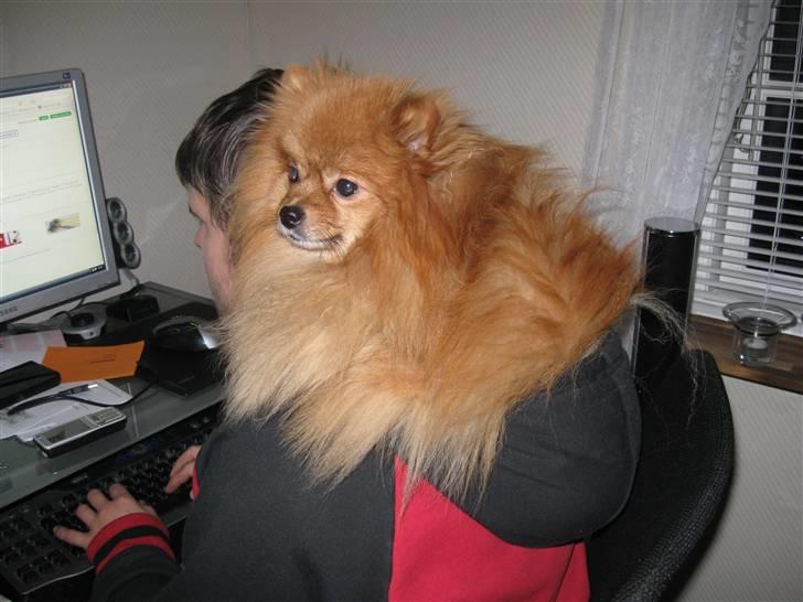 Pomeranian pihlsmindes bølle - bølle er tit med på computeren, når der skal spilles... billede 6