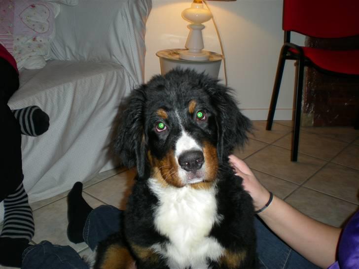 Berner sennenhund Carlo Falk billede 1