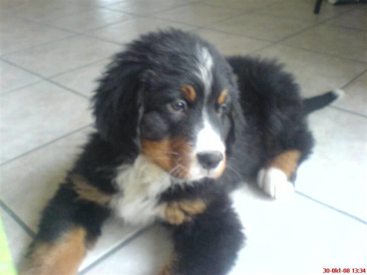 Berner sennenhund Carlo Falk billede 2