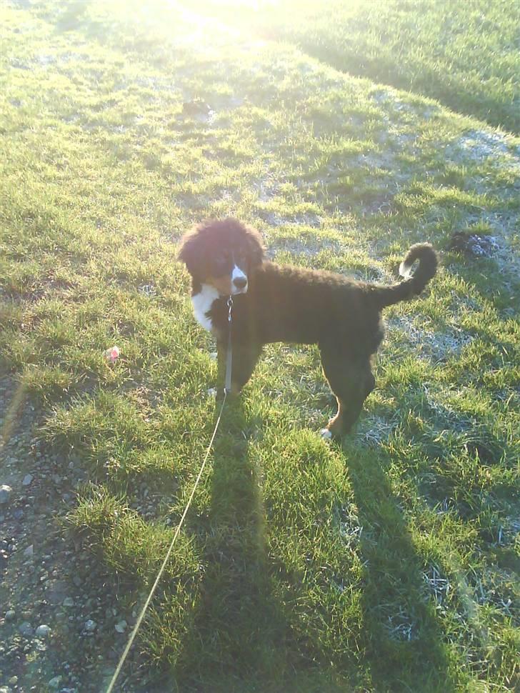 Berner sennenhund Carlo Falk billede 3