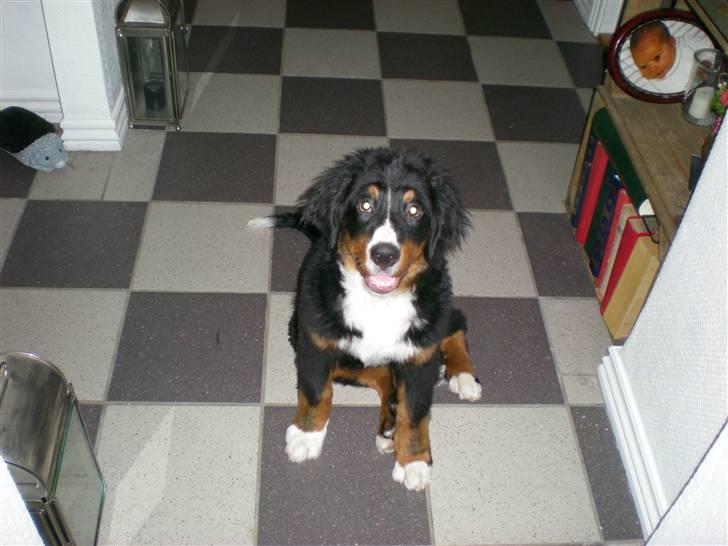 Berner sennenhund Carlo Falk billede 4