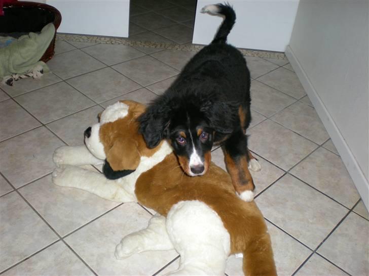 Berner sennenhund Carlo Falk billede 5