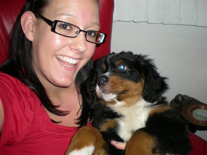 Berner sennenhund Carlo Falk billede 6