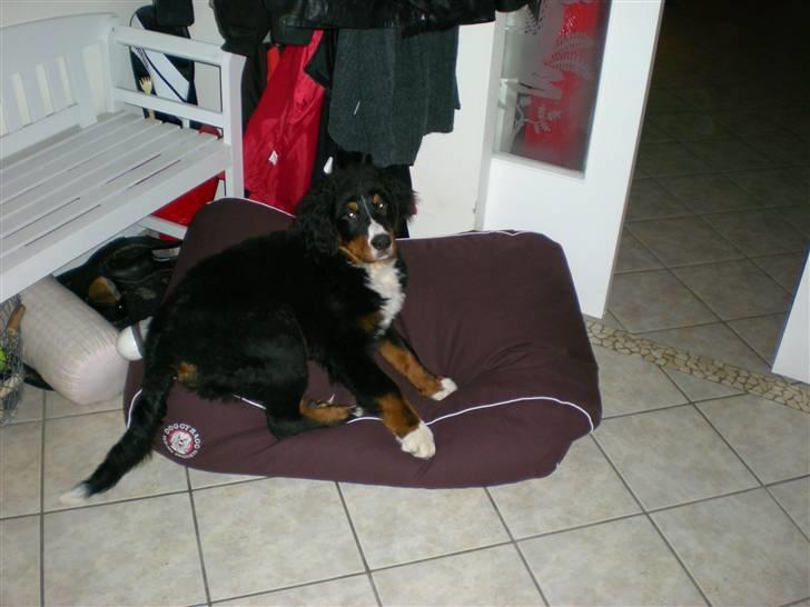 Berner sennenhund Carlo Falk billede 7