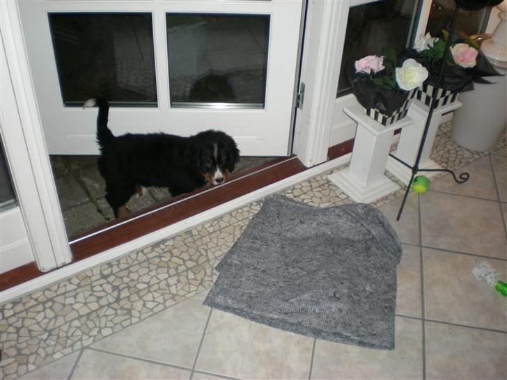 Berner sennenhund Carlo Falk billede 8