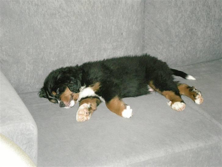 Berner sennenhund Carlo Falk billede 9