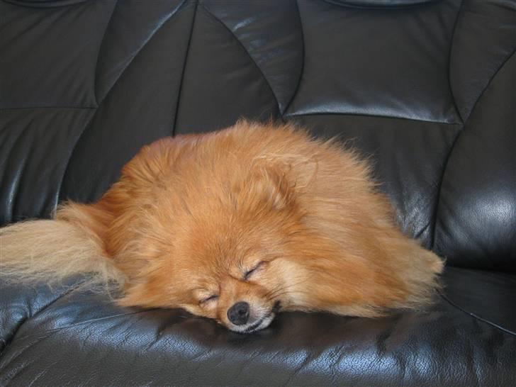 Pomeranian pihlsmindes bølle billede 7