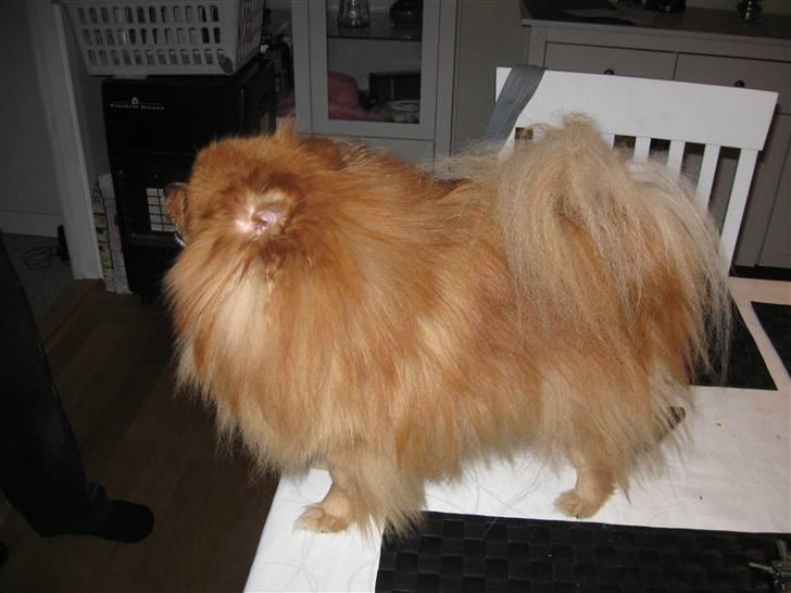 Pomeranian pihlsmindes bølle billede 10