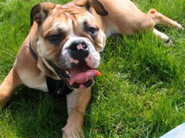 Engelsk bulldog Boris billede 12