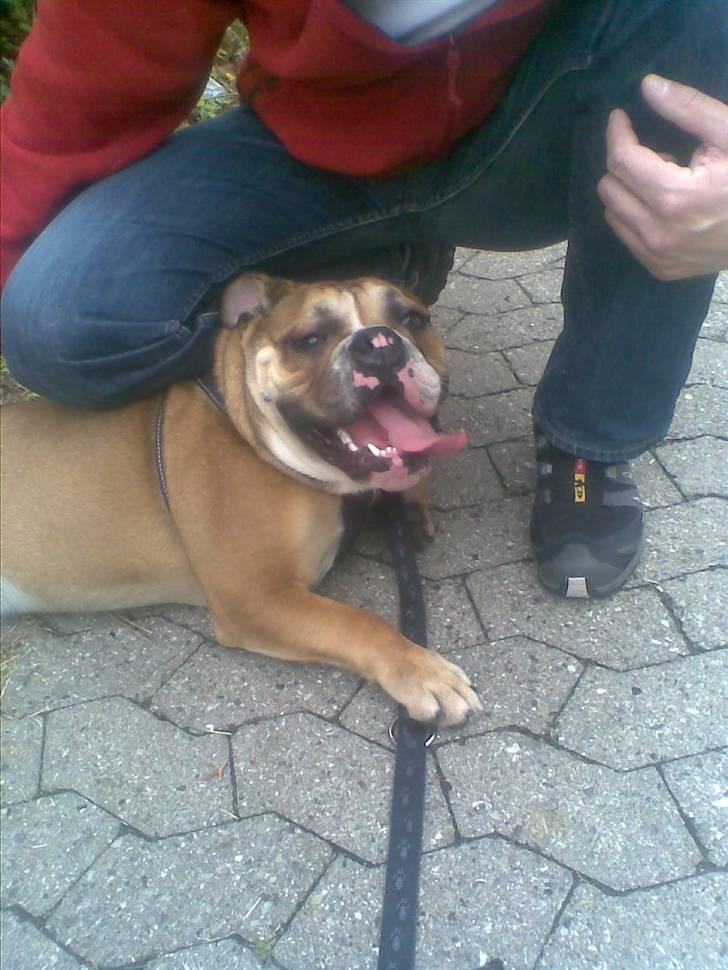 Engelsk bulldog Boris billede 13