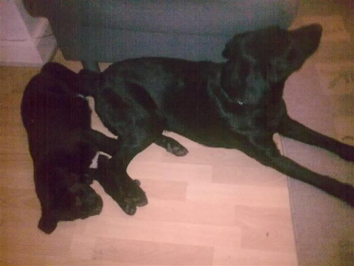 Labrador retriever Nicko billede 16