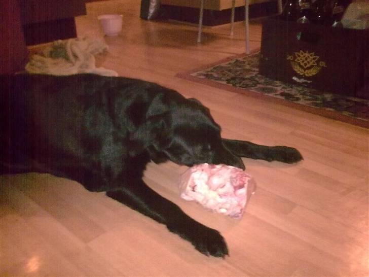 Labrador retriever Nicko billede 17