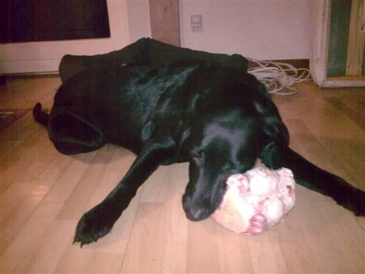 Labrador retriever Nicko billede 18