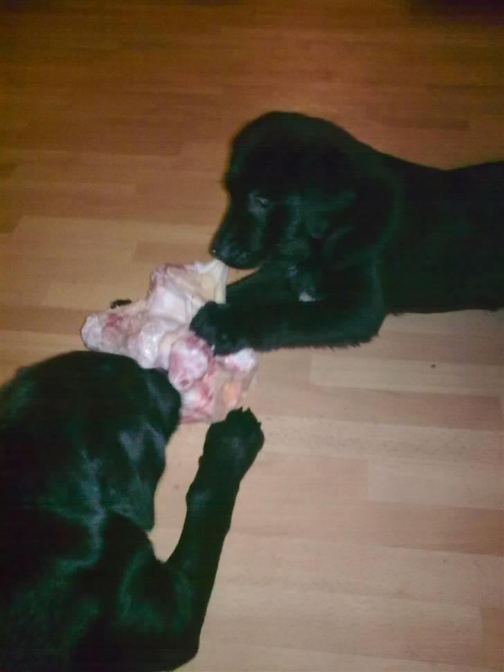 Blanding af racer Baloo billede 11