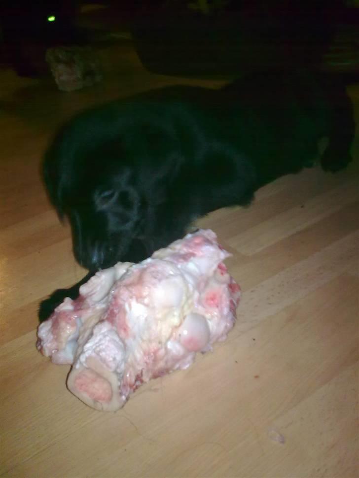 Blanding af racer Baloo billede 12