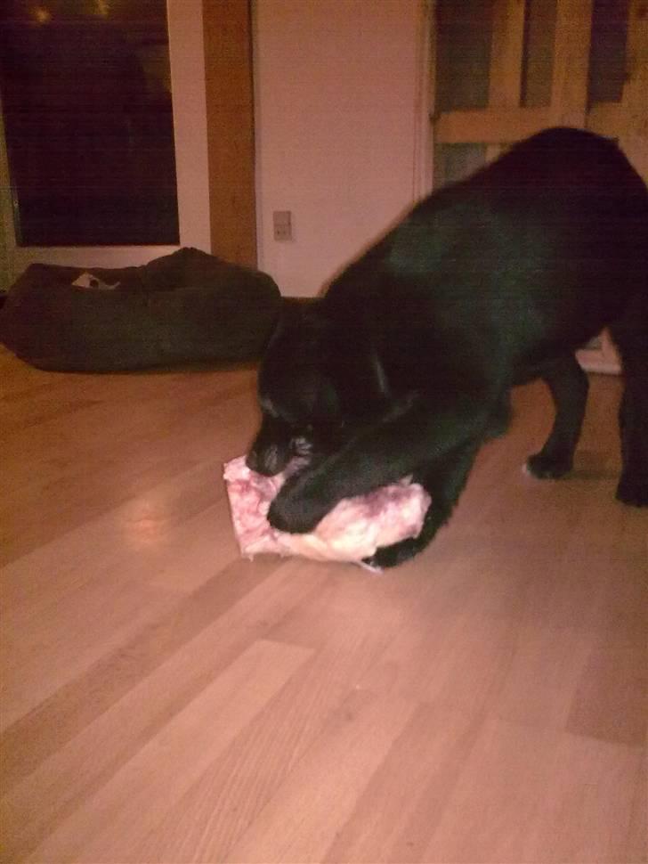 Blanding af racer Baloo billede 13