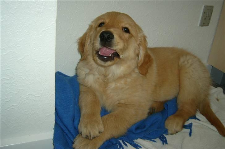 Golden retriever Rocky  - Gumle gnaske gumle:P billede 9