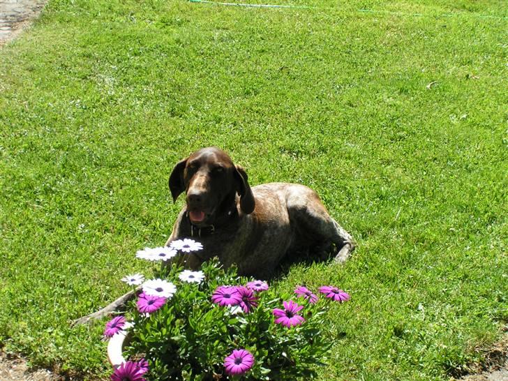Korthåret hønsehund bonni *rip* - det er et godt bilede og hun nyer det <3 :) billede 5
