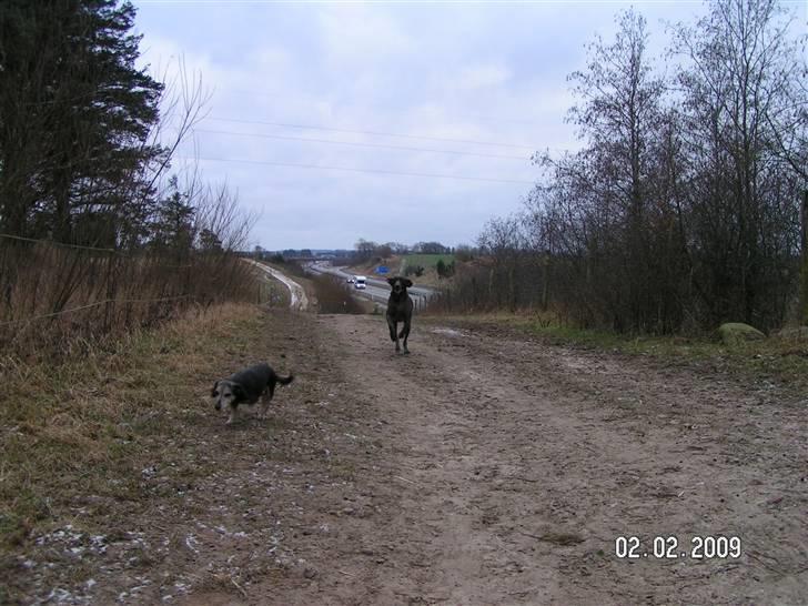 Korthåret hønsehund bonni *rip* billede 6