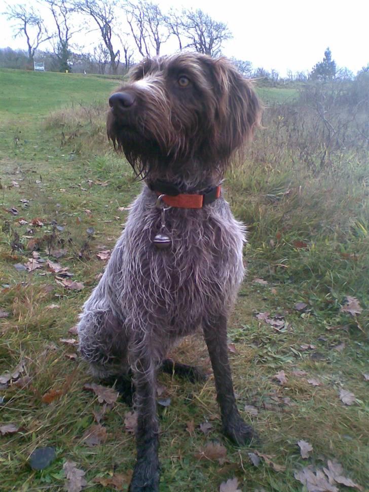 Ruhåret hønsehund Sascha - Ribe 08 billede 13