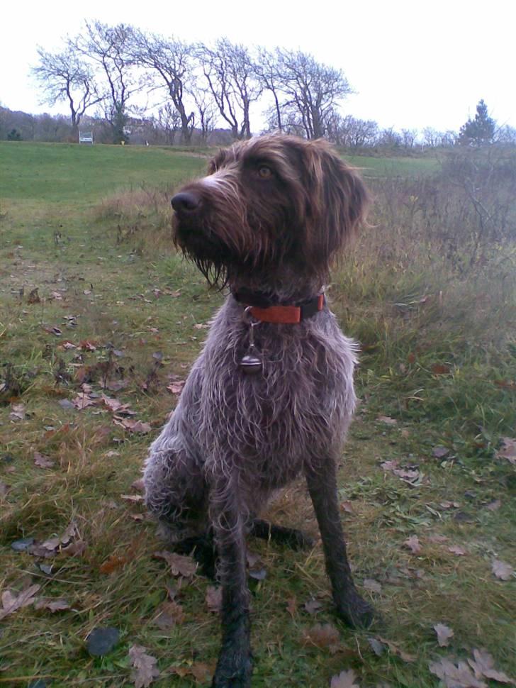 Ruhåret hønsehund Sascha - Venter på at blive sendt afsted. Jagt i  Ribe 08 billede 14
