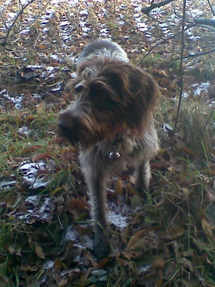 Ruhåret hønsehund Sascha - jagt i Oksenbjerge 08. Har lige hørt skud, så nu er vi BARE KLAR! billede 15