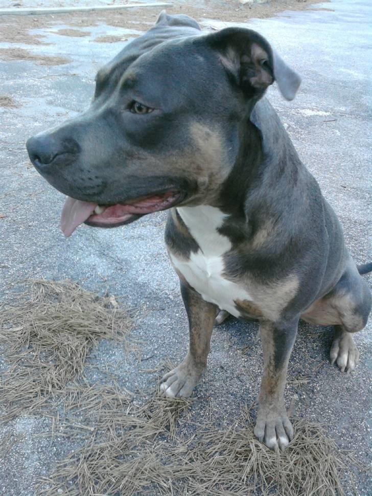 Amerikansk staffordshire terrier Capone( R.I.P) - ti måneder gammel:) billede 2