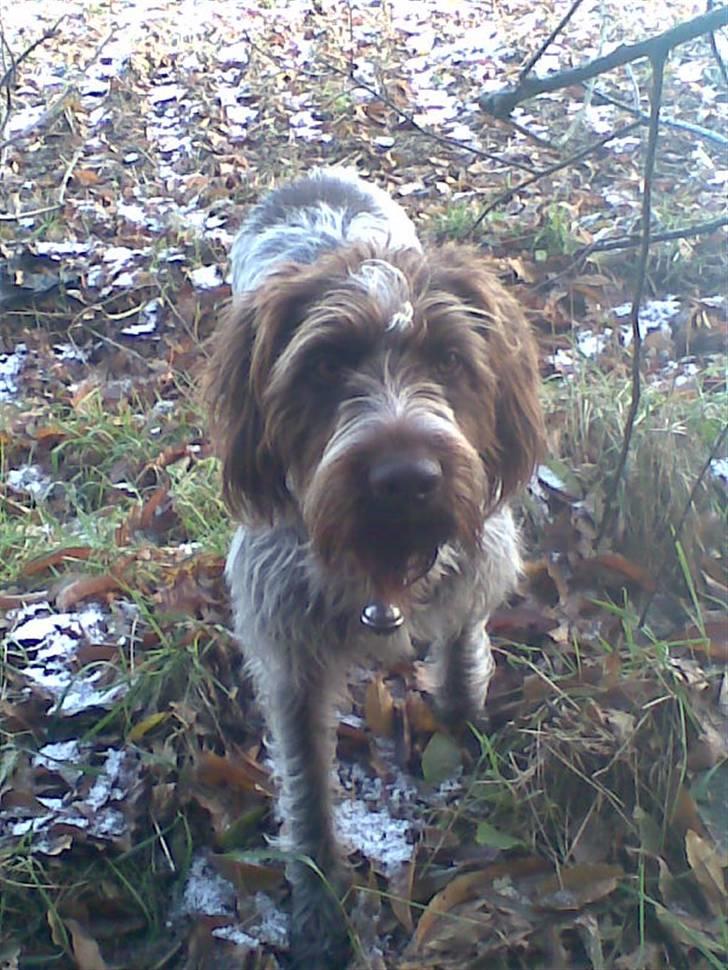 Ruhåret hønsehund Sascha - KOM NU!!!! Sig nu det magiske ord og lad mig komme AFSTED! KAn du ikke se jeg er klar?!!! billede 16